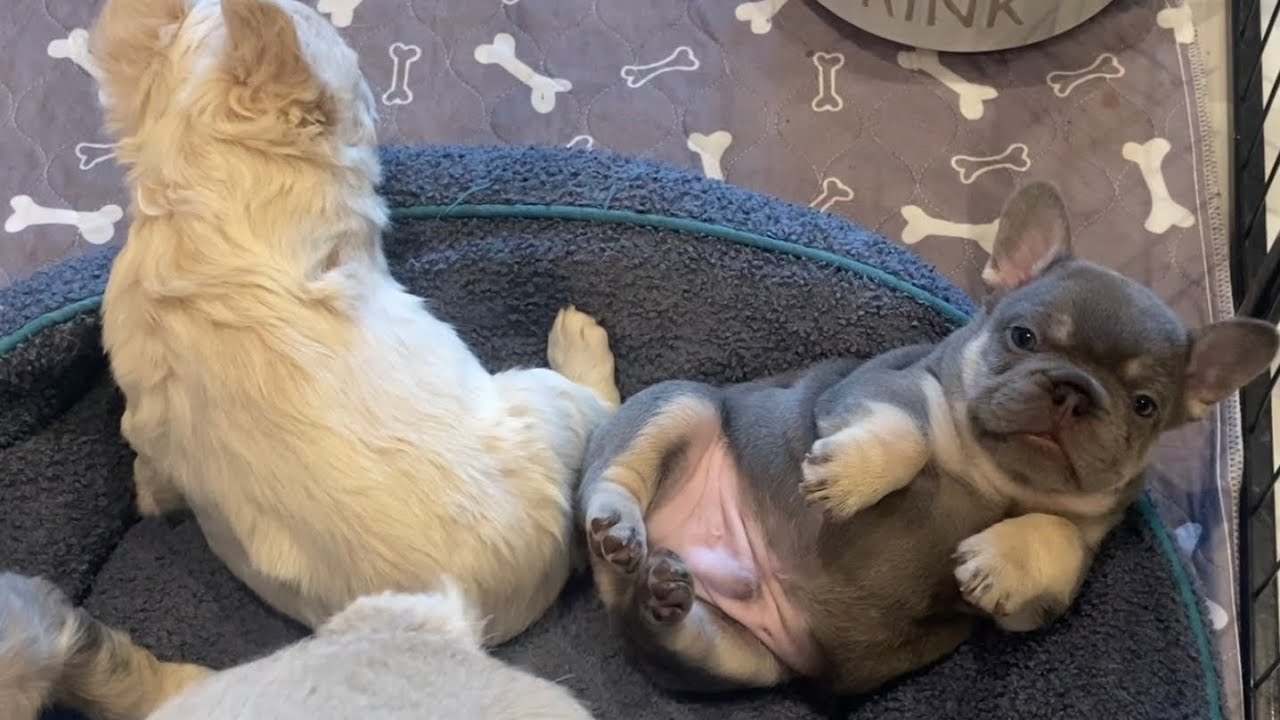 Puppies at 6 weeks almost weaned