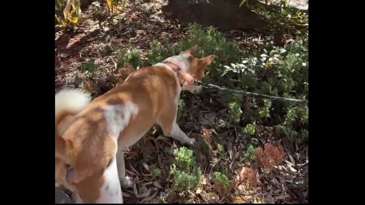 🐕 Алока совершила очень особенный визит в храм.