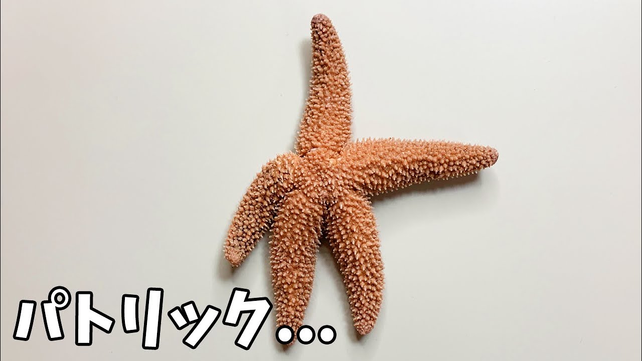 あなたが知らないヒトデの話【脳も心臓もない動物】