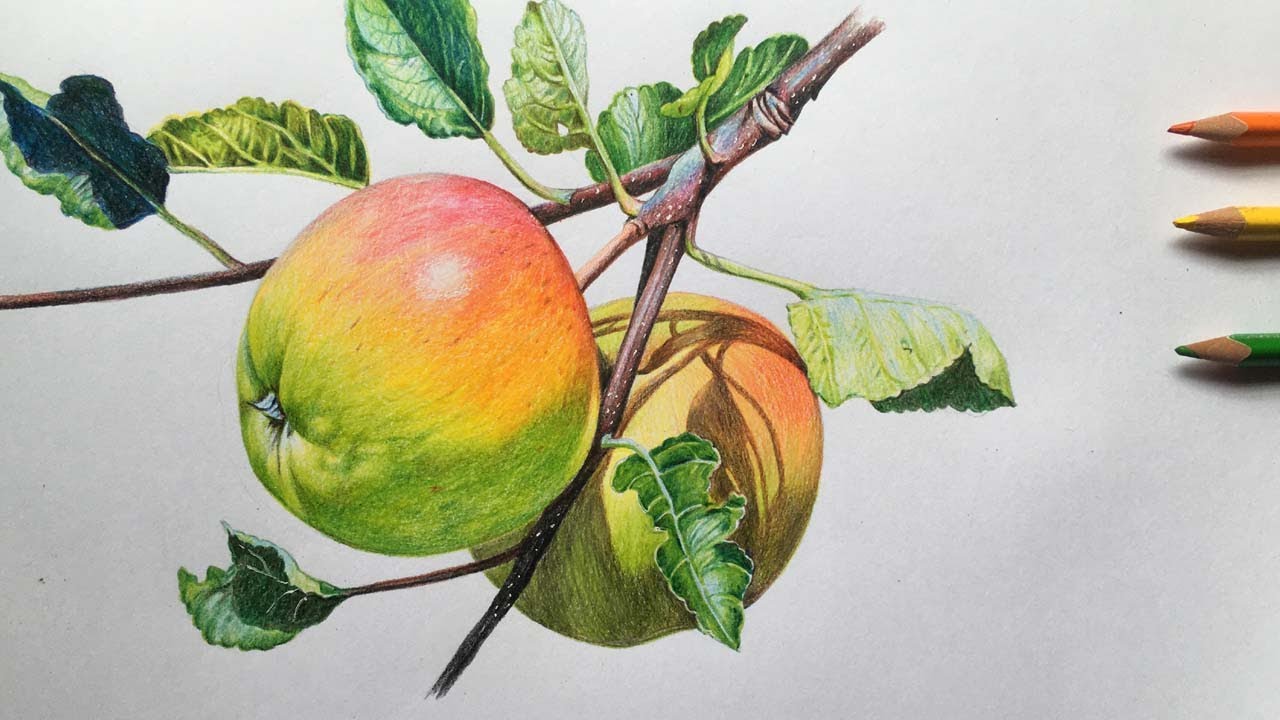 Apples Drawing in Color Pencils | Fruit Drawing | Color Pencil Drawing