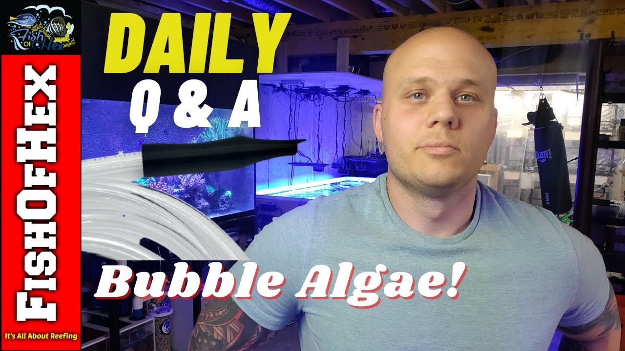 Bubble Algae! How To Avoid & Remove It If Needed   | Daily Q&A