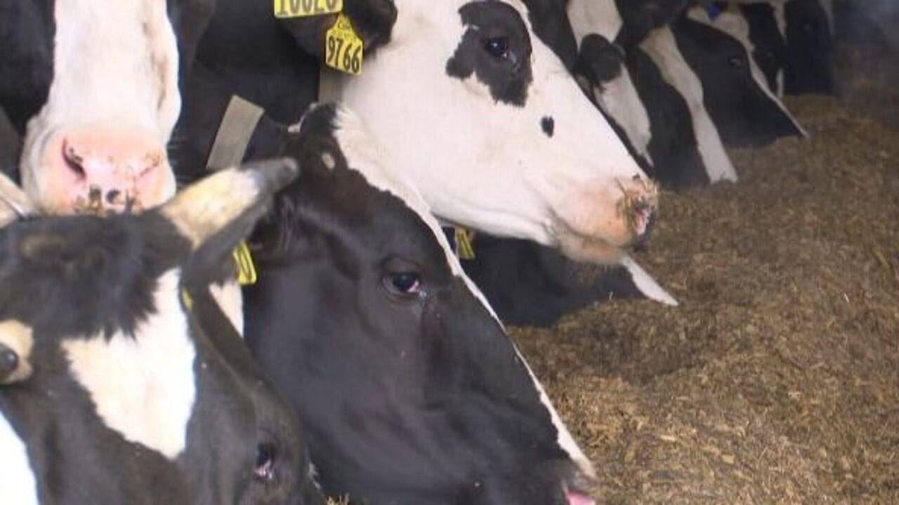 Sheriff&rsquo;s office investigates cattle thefts at Jefferson Co. farms