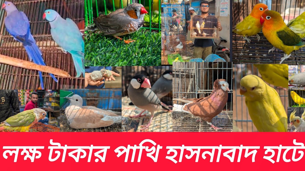 ২৮-১-২৬. লক্ষ টাকার পাখি হাসনাবাদ হাটে | Hasnabad pakhir hat |টিয়া পাখি#hasnabad#Viral#parrot#পাখি