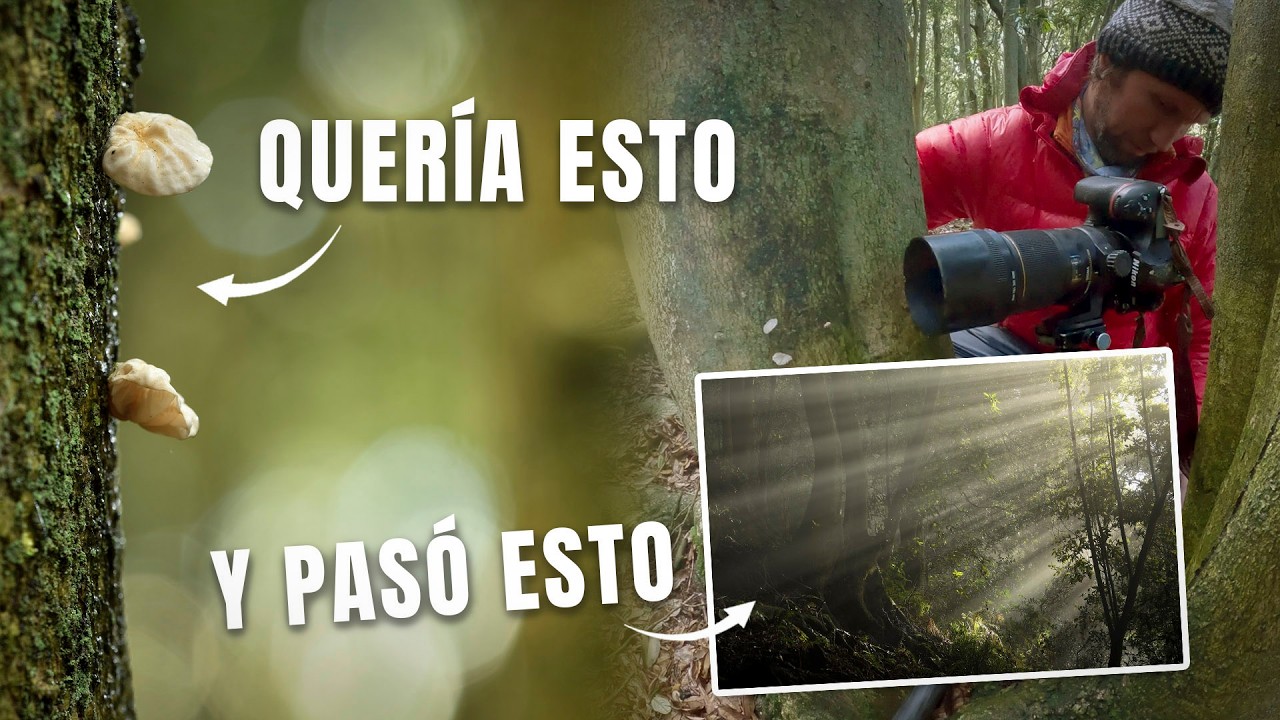 Fotografiando setas y el bosque con resultados sorprendentes