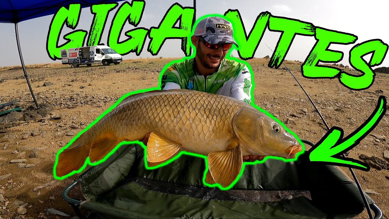 GRANDES CARPAS a FEEDER *INVENTAMOS NUEVA T&Eacute;CNICA*