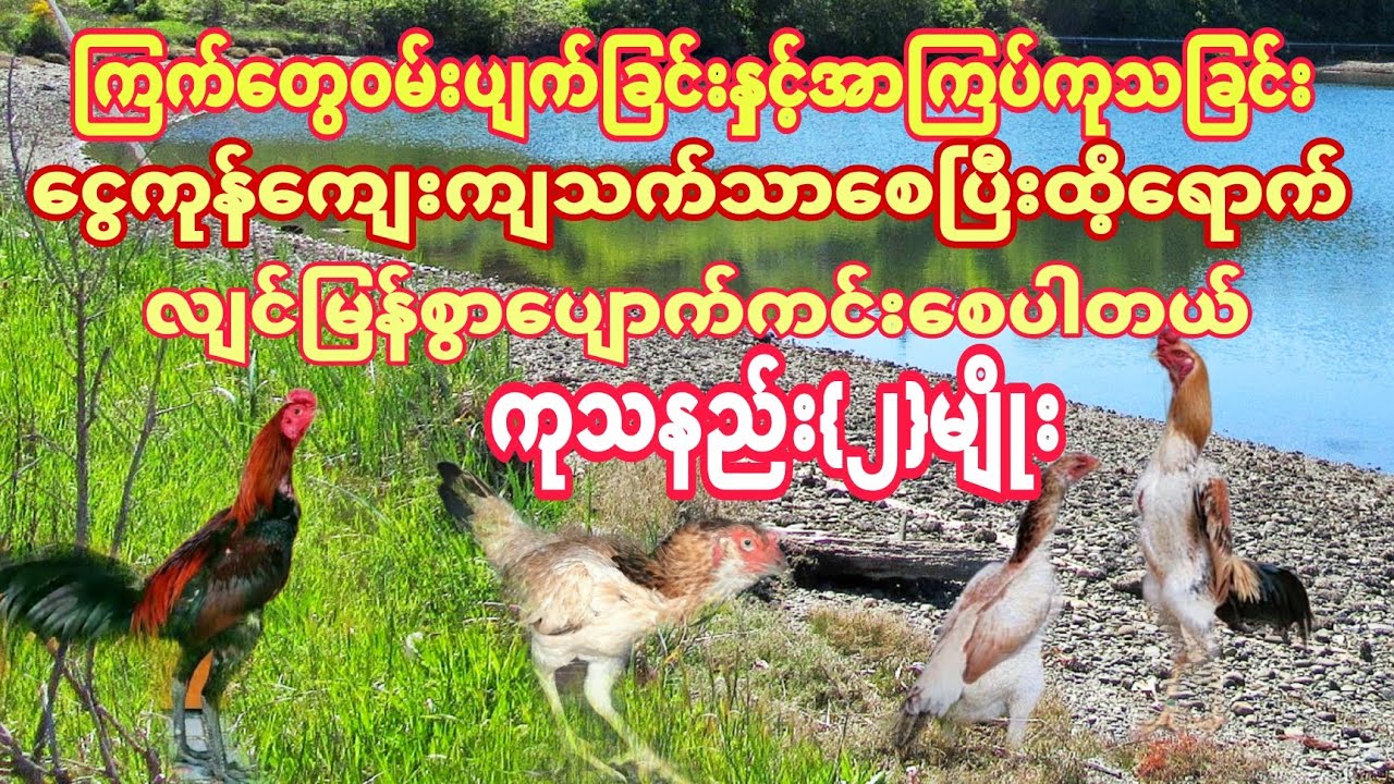 ၾကက္​​ေတြဝမ္​းပ်က္​ျခင္​းႏွင္​့အာၾကပ္​ကုသျခင္​းကုသနည္​း(၂)မ်ိဳး#Kyaw soe Cockfighting Guide