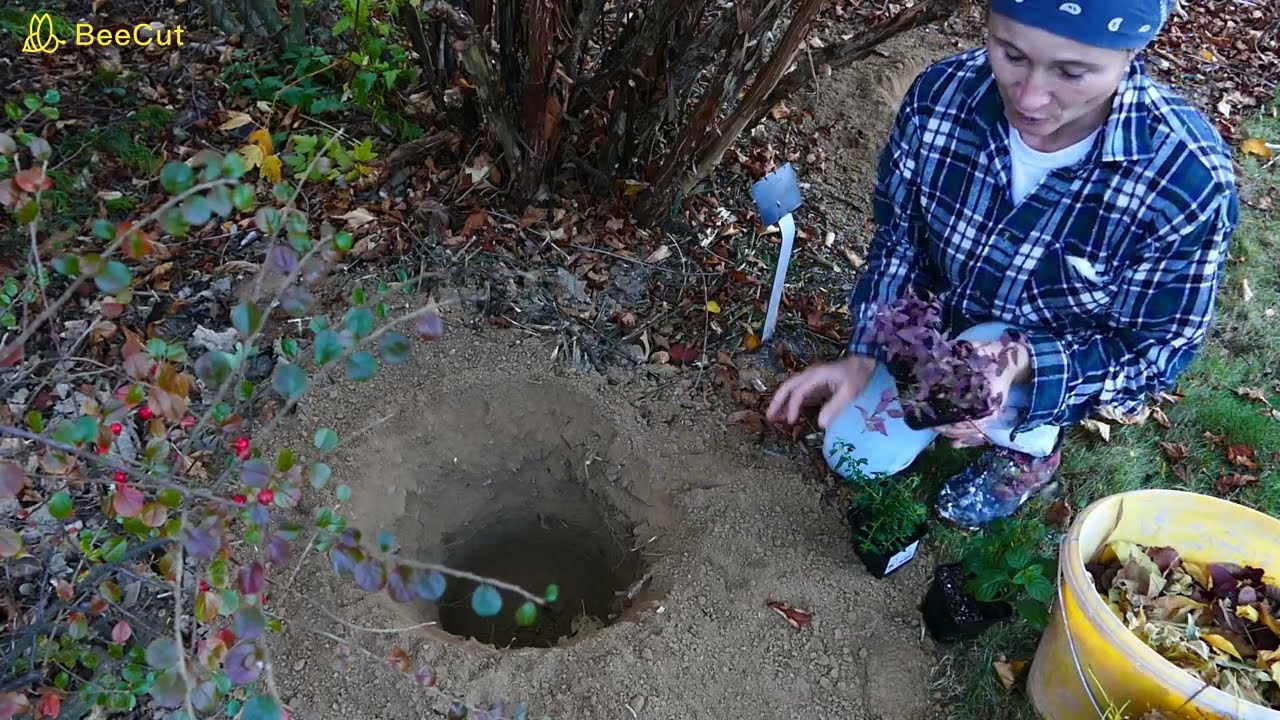 Fuksja - zimowanie w ogrodzie metodą kanadyjską. Fuksje magellańskie - mrozoodporne.