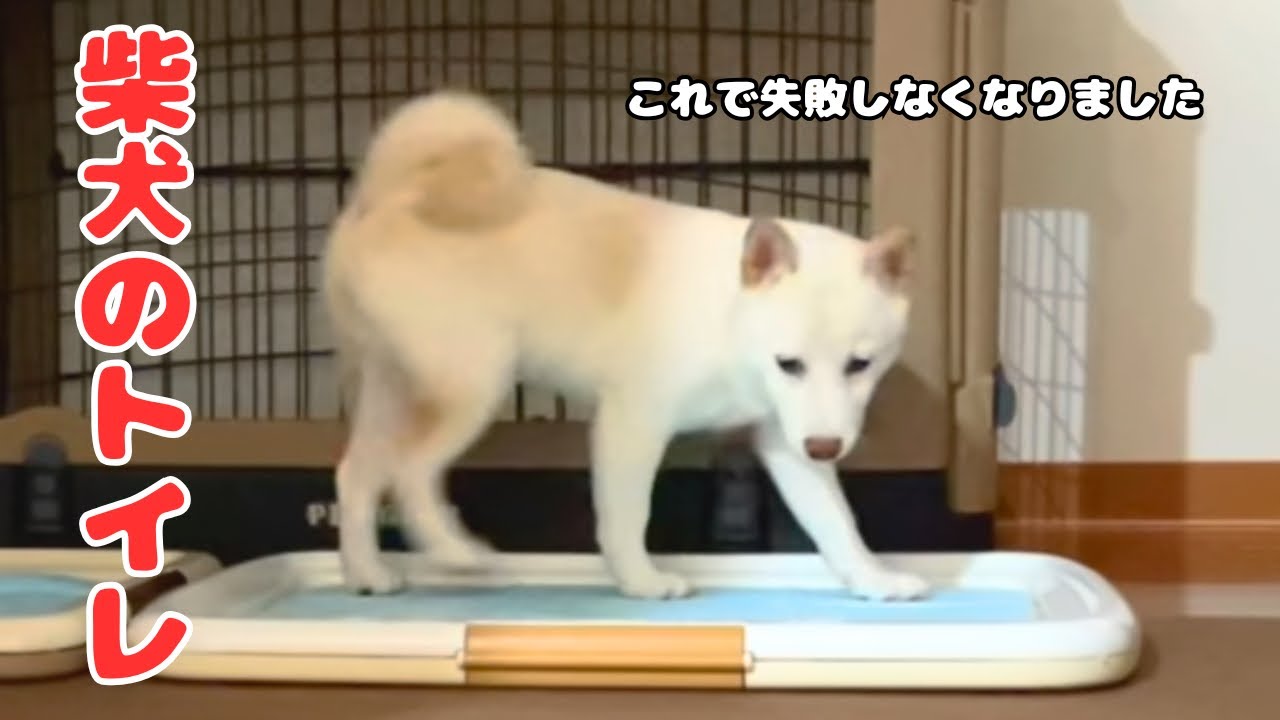 【白柴子犬のトイレトレーニング】クセ強柴犬のトイレ事情