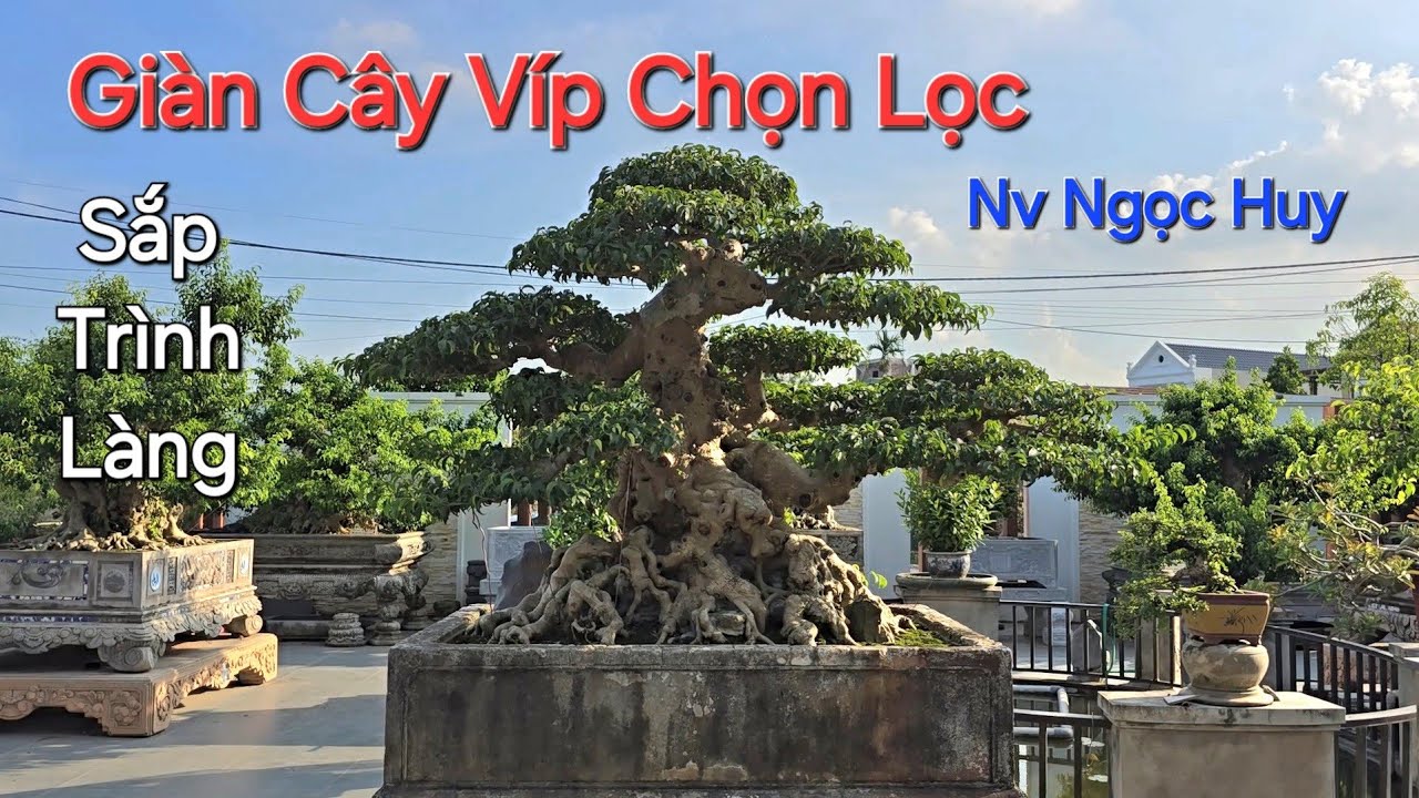 CHOÁNG NGỢP với những TP CỰC KỲ XUẤT SẮC ai nhìn cũng mê của NV Ngọc Huy - PHỦ LÝ - NB .