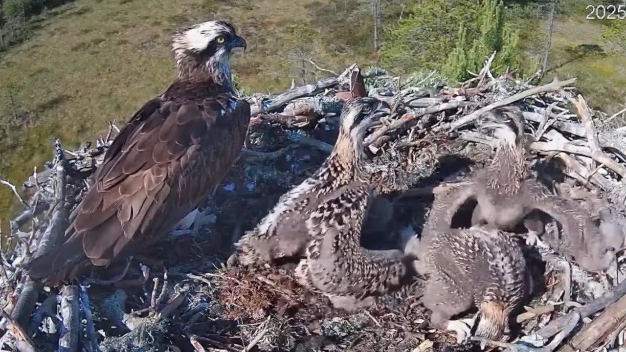 Small chick start war on big chick finish it | #4 Sääksilive (Osprey Cam) | Jun 26, 2025