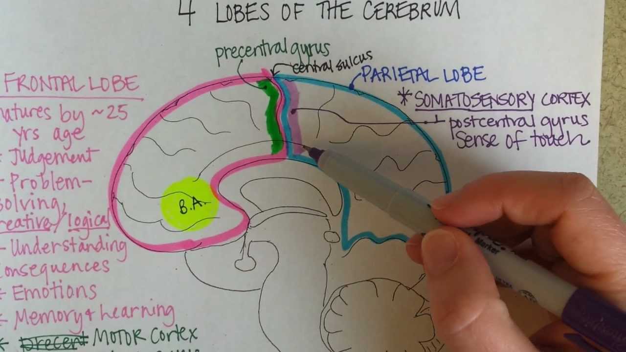 Lobes of the Cerebrum