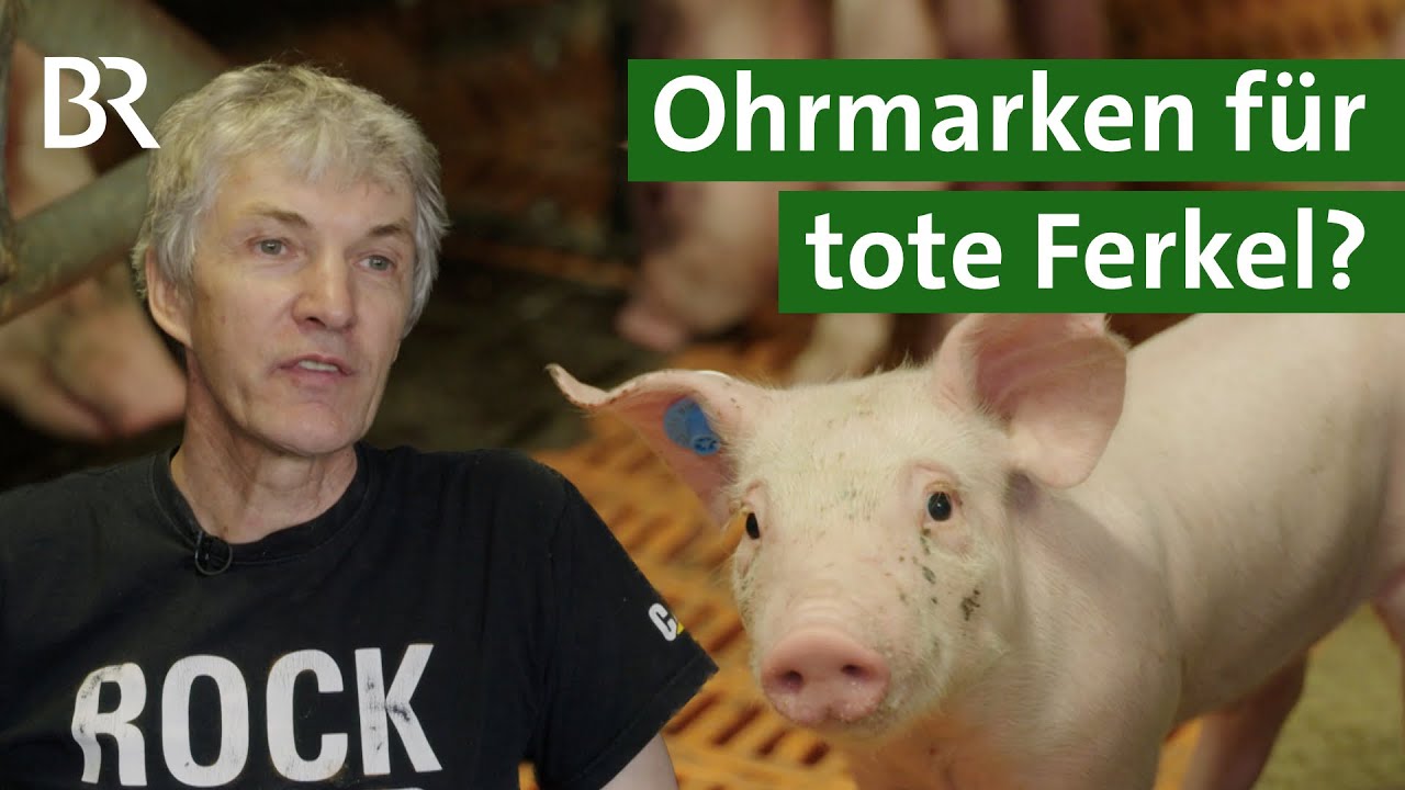 Mehr Tierschutz oder blo&szlig; mehr B&uuml;rokratie? Tote Ferkel registrieren | Unser Land | BR