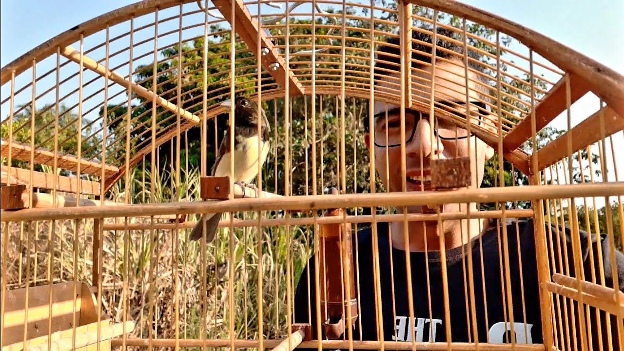 PAPA CAPIM TUI TUI NA FAM&Iacute;LIA AMIGO PASSARINHEIRO