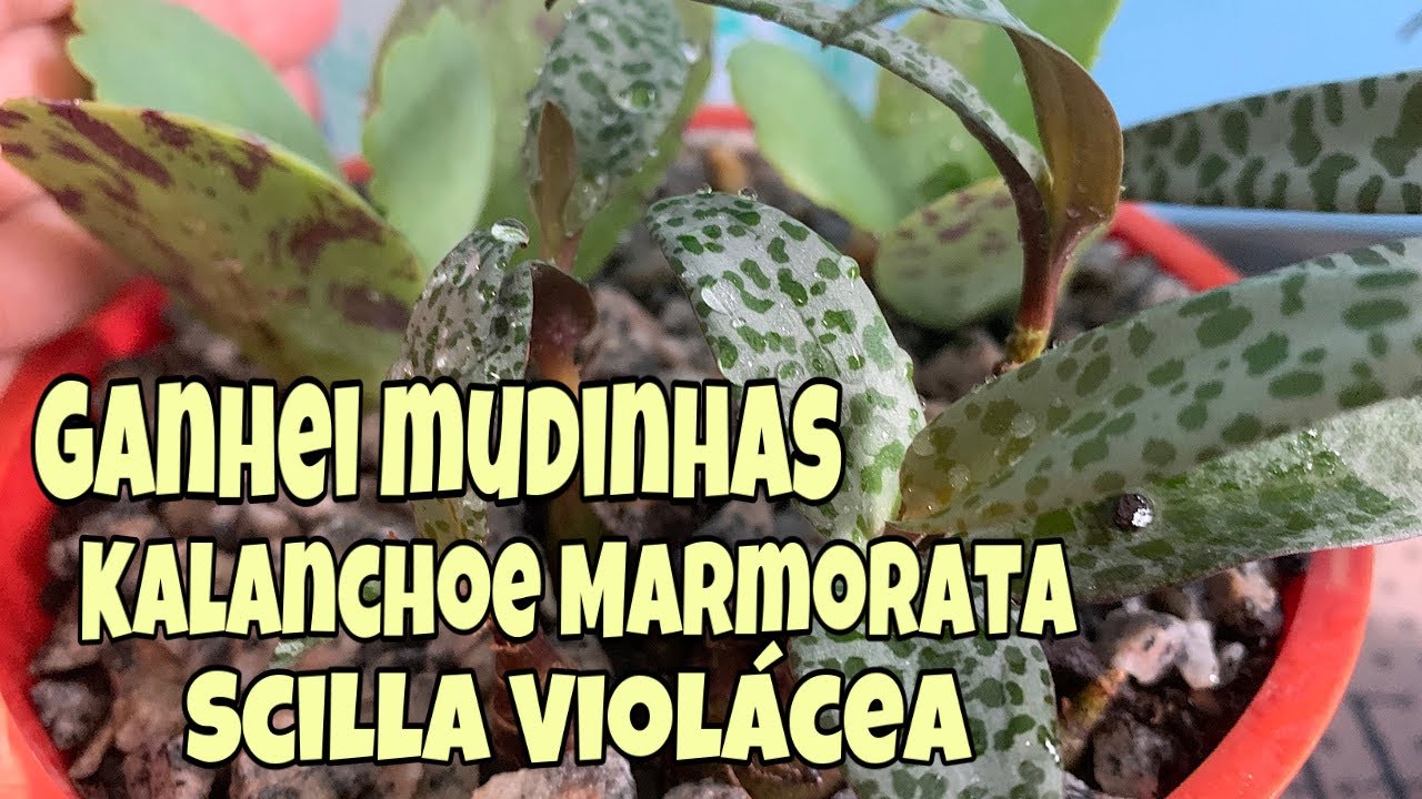 Suculentas Kalanchoe Marmorata e Scilla Violácea