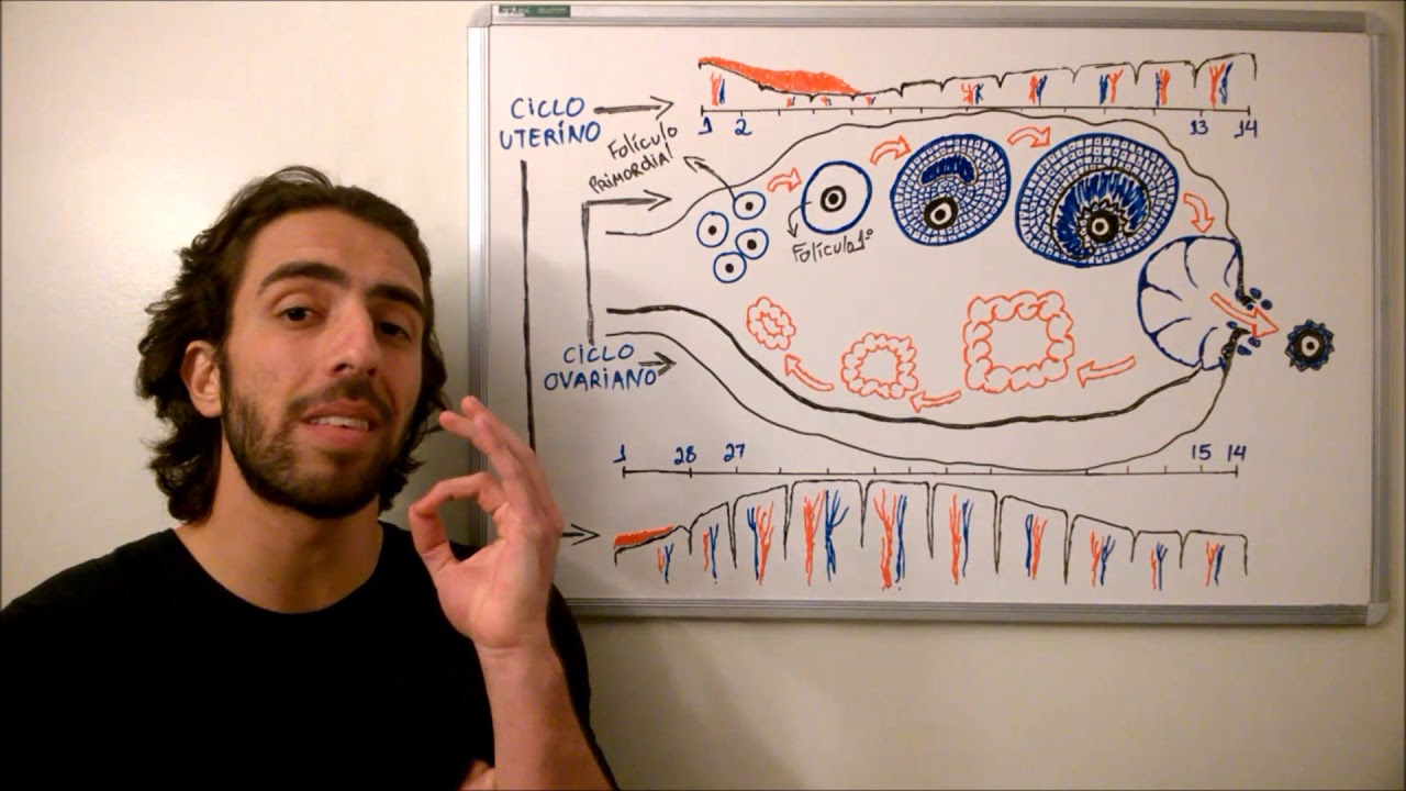 Ciclo Sexual Mensal Feminino - Sistema Endócrino - Fisiologia