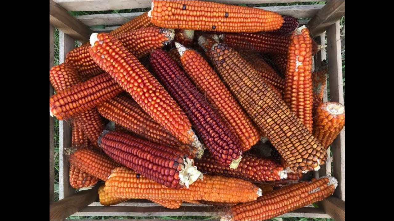 Corn Breeding for Organic Markets