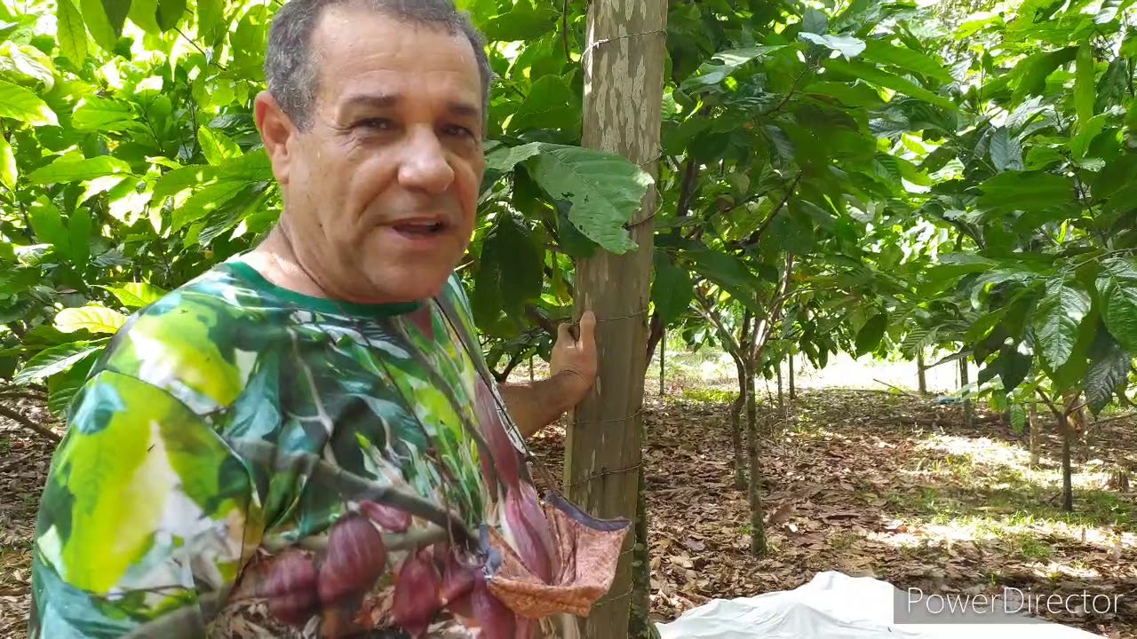 Controle de Pragas e Doenças do Cacau. Lavoura com três anos.