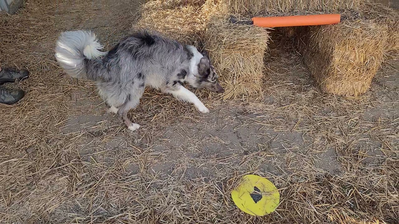 Zap's Novice Barn Hunt Title run