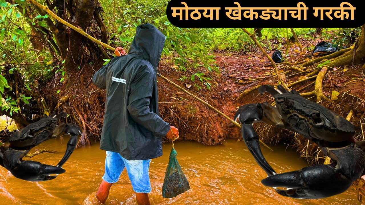 खदुळ पाण्यात गरकी लावून मोठे खेकडे पकडण्याची पद्धत 🦀|crab catching