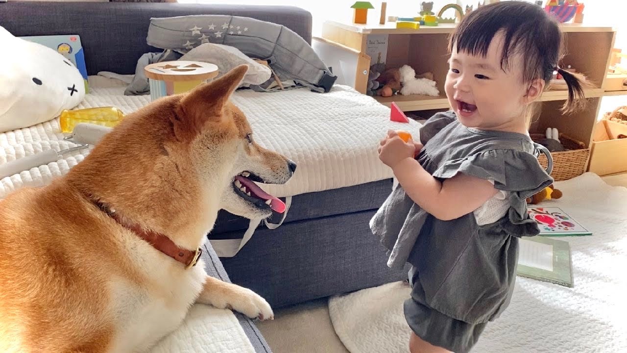 柴犬兄さんが大好きすぎて宇宙語で一生懸命気を引こうとする娘