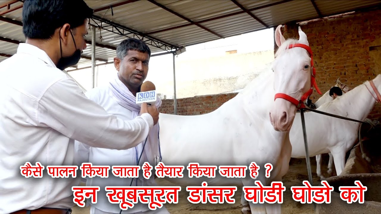यूँ सिखाया जाता है घोड़े को शानदार डांस ? Horse Dance Riding Training / Stud Farming Income