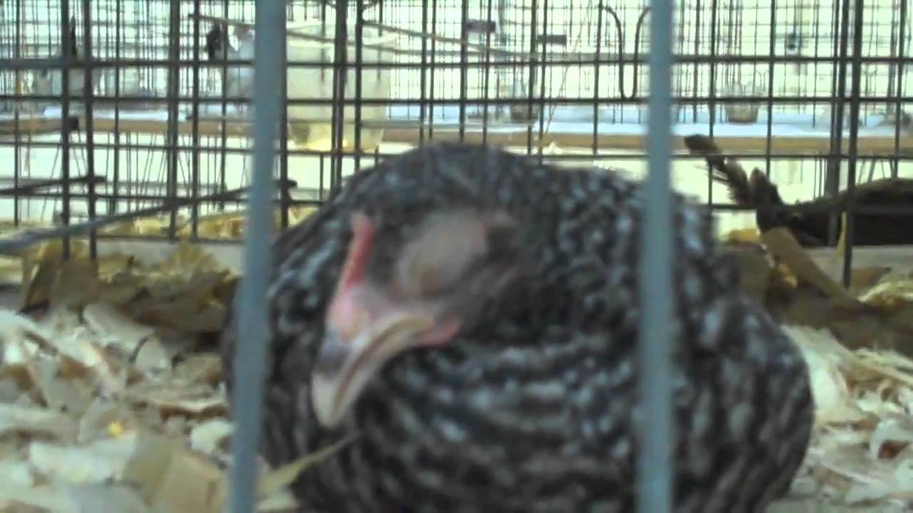 VlogCountries @ the TN State Fair
