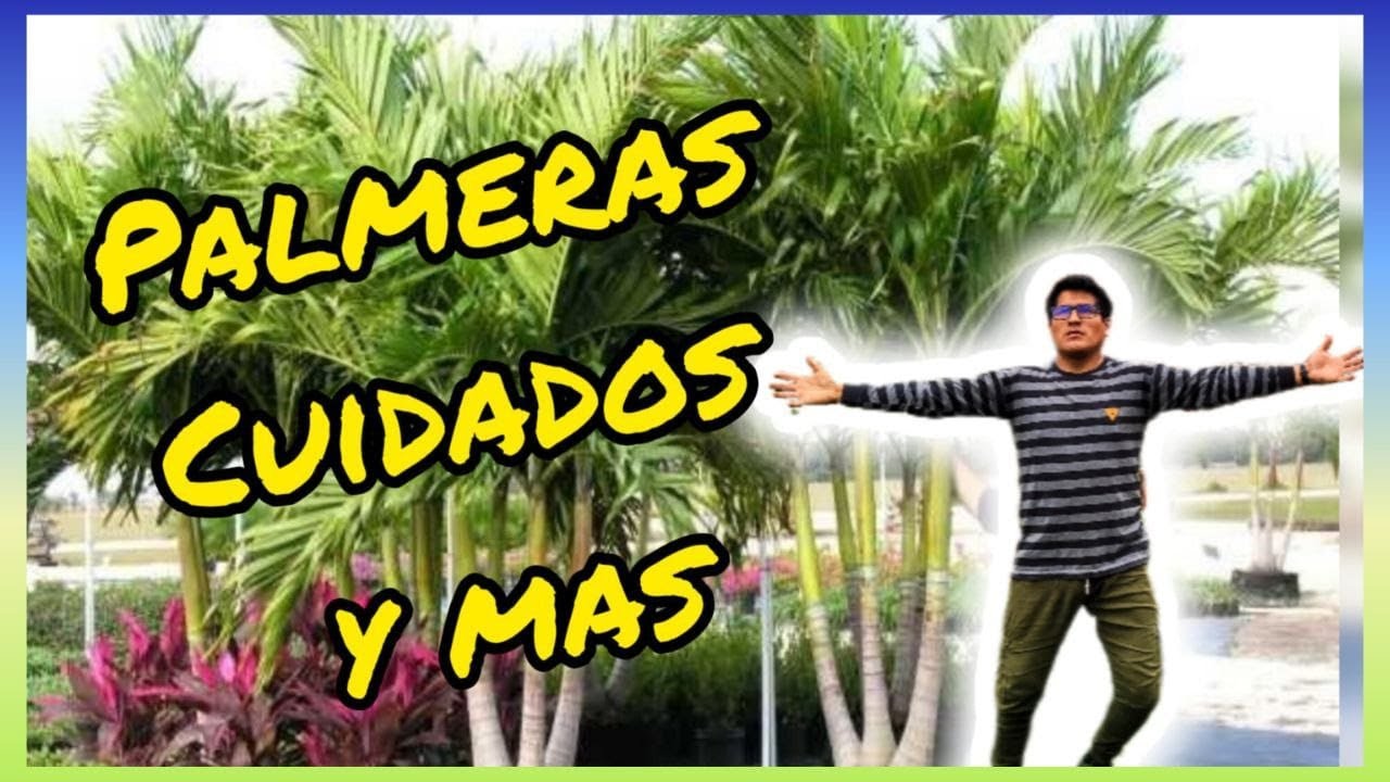 todo lo que debes saber sobre las PALMERAS