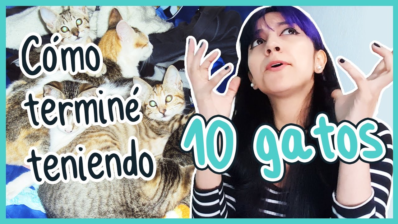 TODO SOBRE MIS GATOS ♥ Meri la loca de los gatos