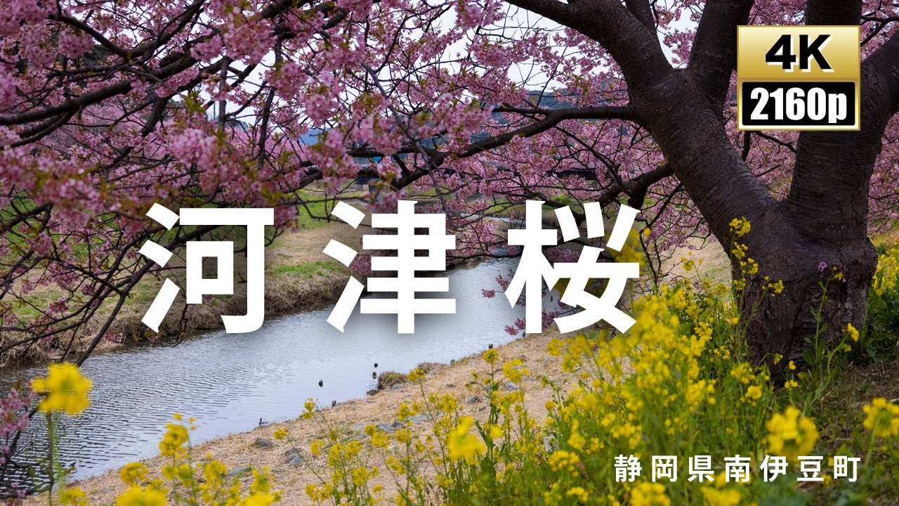 河津桜　静岡県南伊豆町　superb view of japan.