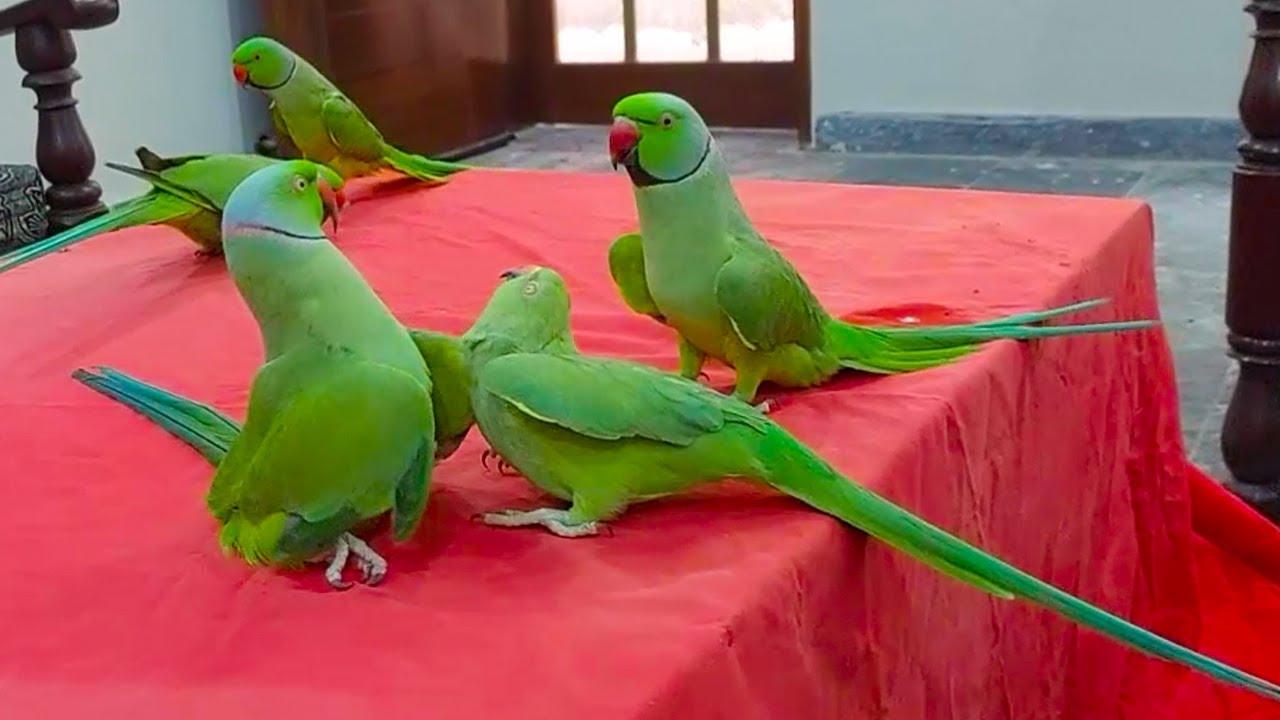 So Entertaining Green Parrots Dancing And Talking With Each Other