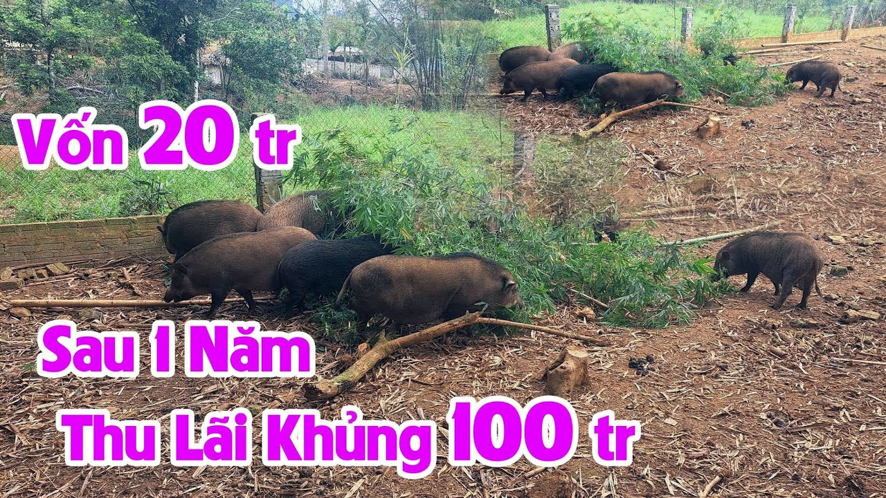 Nuôi lợn rừng vốn ít lợi nhuận khá