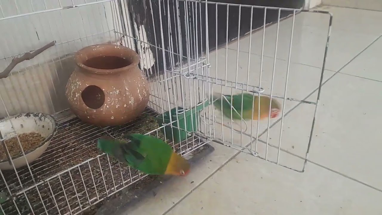Mashallah Mashallah👍🐦🐦🐦🦜🦜🦜