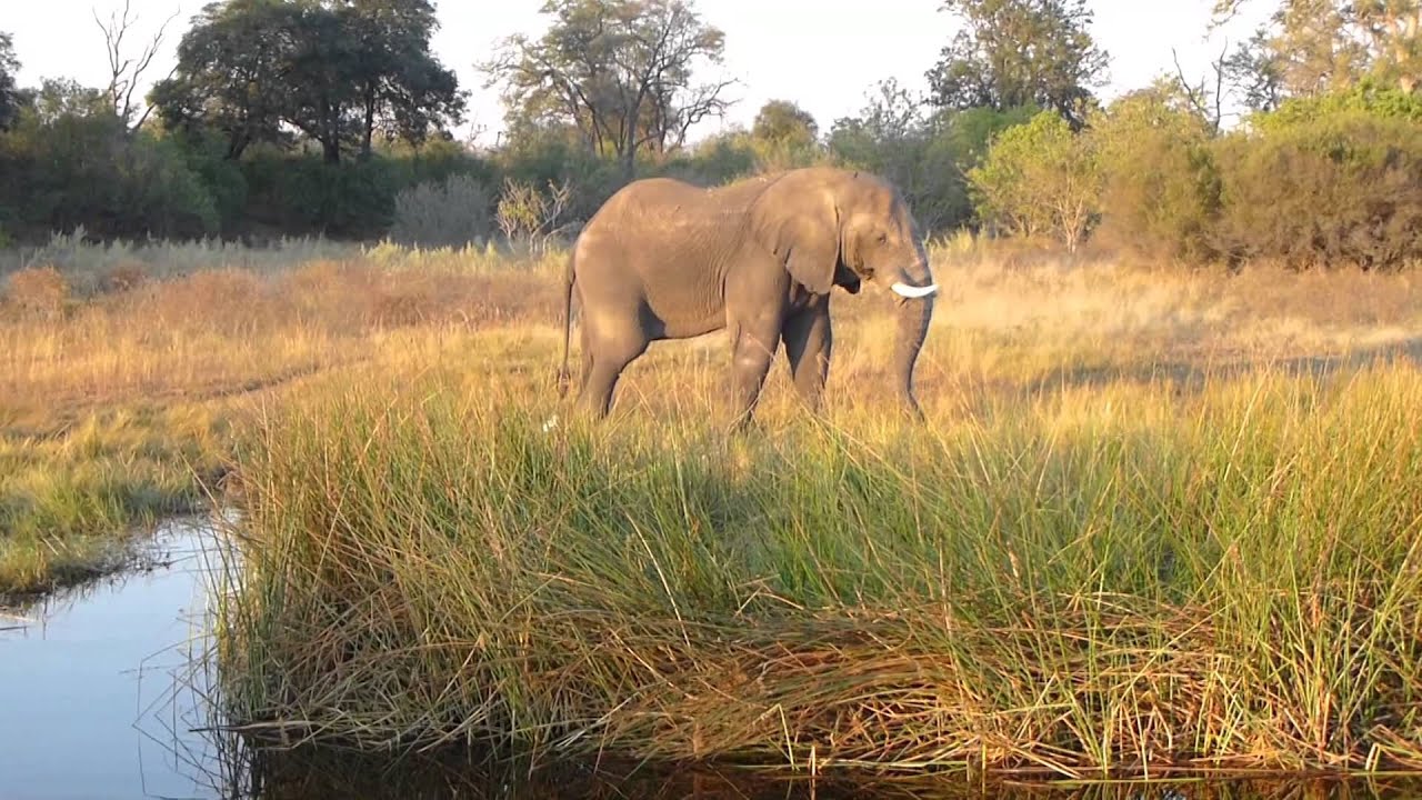 Vundu Camp Mana Pools Zimbabwe