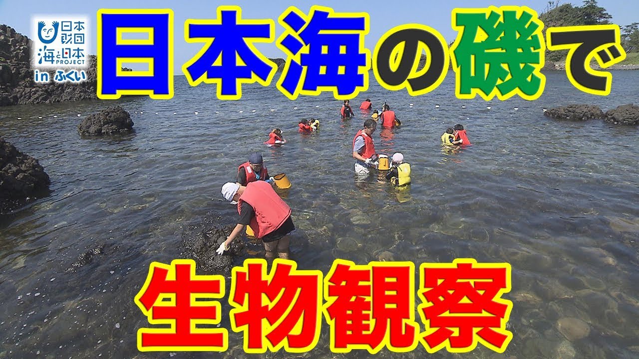 日本海の磯で生物観察 日本財団 海と日本PROJECT in ふくい 2019 #22