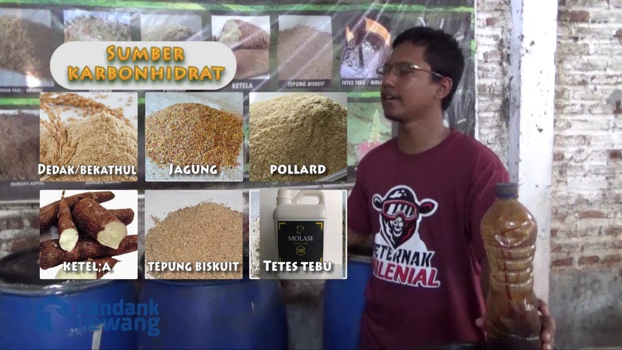 Cara buat KONSENTRAT alias Pakan Penguat dan Pelengkap Nutrisi Kambing Domba