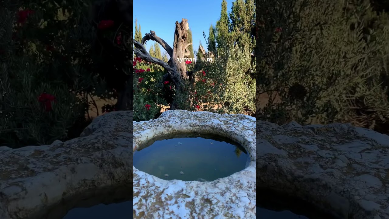 قصر منيب المصري نابلس Palestine House