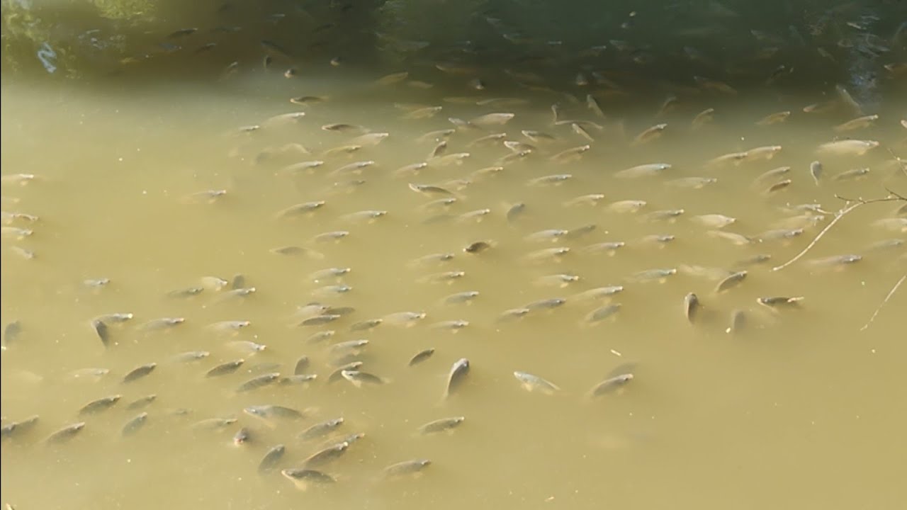 miles de tilapias en el rio las arrastro la corriente y se quedaron en los charcos