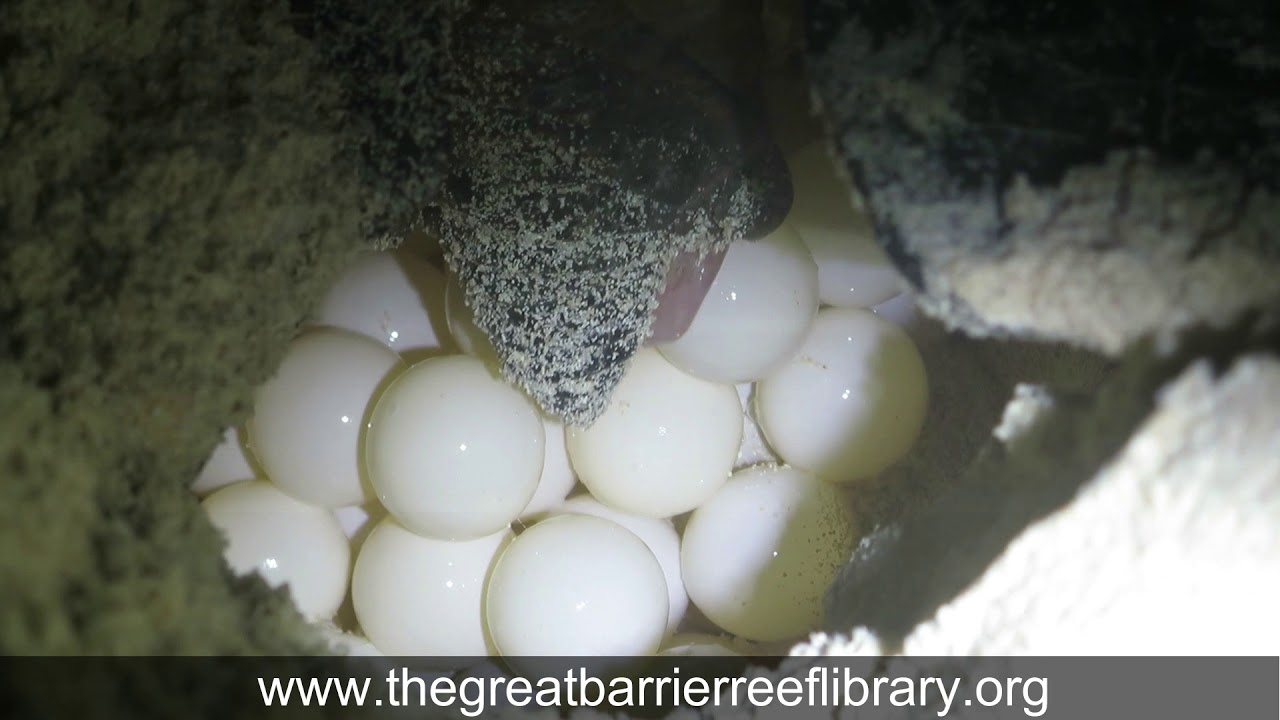 Nesting Green Turtle, Chelonia mydas, laying eggs