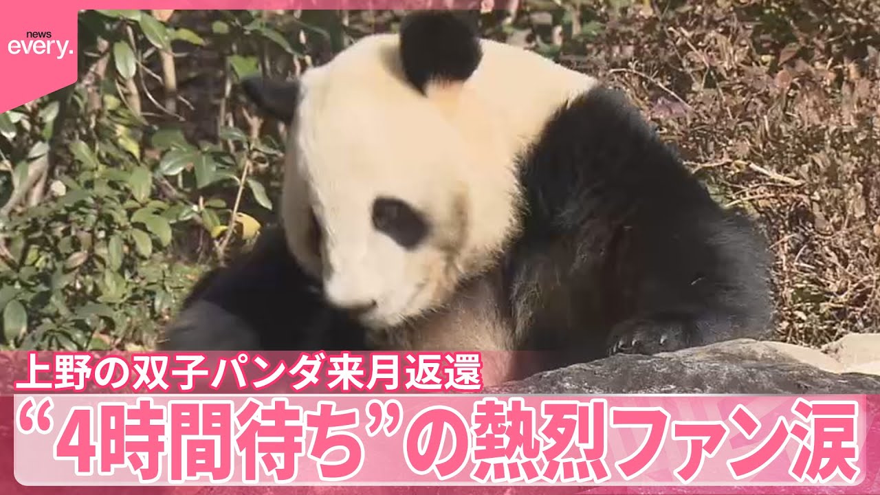 【上野の双子パンダ】来月中国へ返還  “4時間待ち”の熱烈ファン涙「大きくなる過程見てきた」