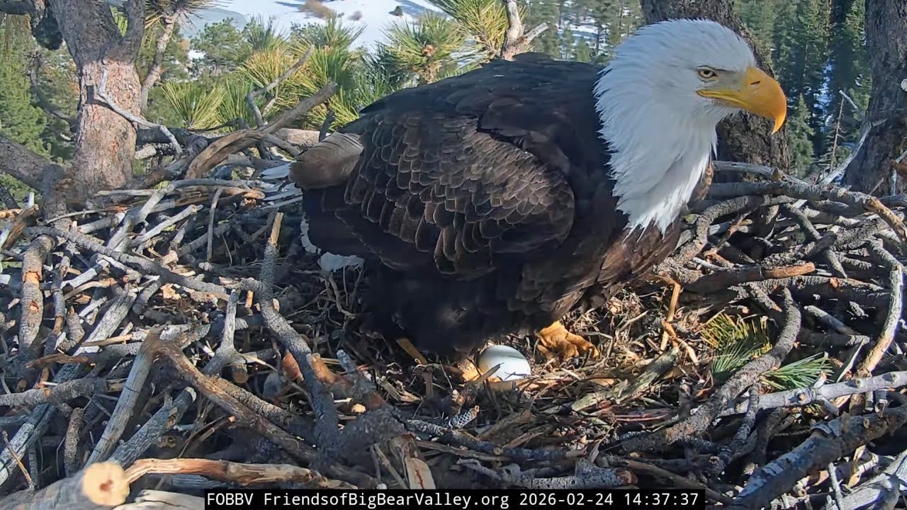 Big Bear Bald Eagles 2026.2.24 🎉Jackie laid the first egg of her 2nd clutch!