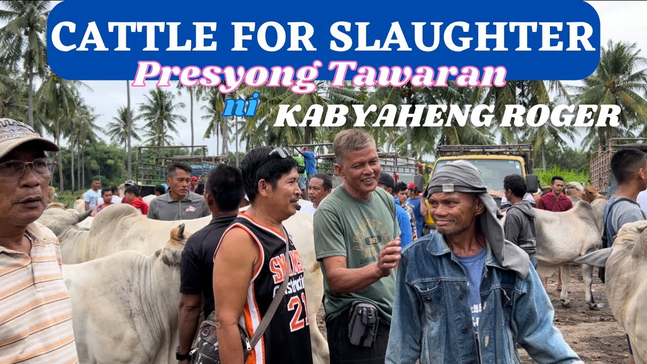 CATTLE FOR SLAUGHTER | PRESYONG TAWARAN NI KABYAHENG ROGER | SOLLE'S GANDANG BUHAY
