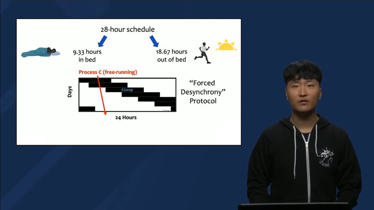Exploring Processes C and S Part 2: Forced Desynchrony