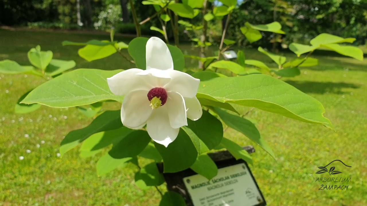 Magnolia sieboldii &scaron;&aacute;cholan Sieboldův