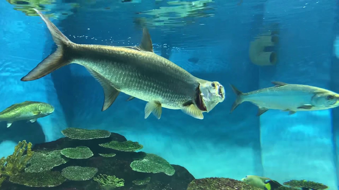【おさかな図鑑】ターポンのいる水族館＠新潟市水族館マリンピア日本海
