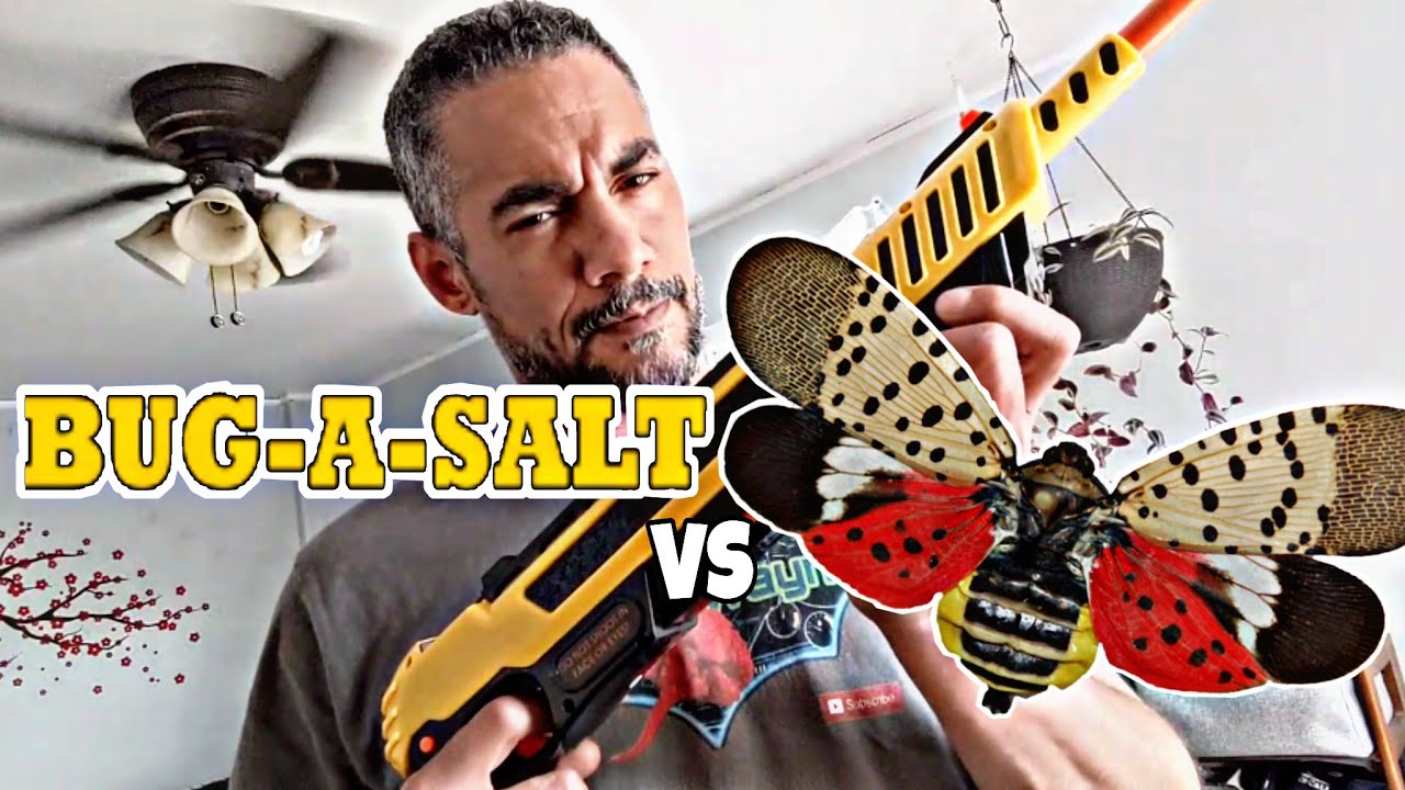 Bug-A-Salt vs Spotted Lanternfly