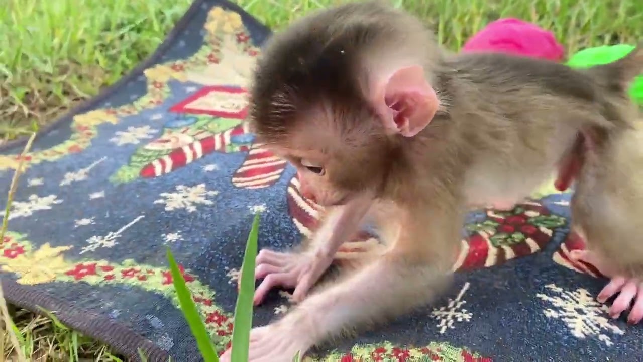 Adorable monkey brother #Johnson #Jackie love to play.