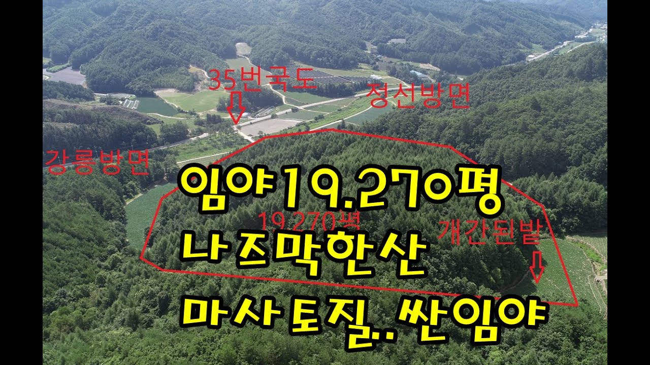 울창한 나무숲 나즈막한 임야매매/강릉시 왕산면 송현리19.270평(정선임계부동산)