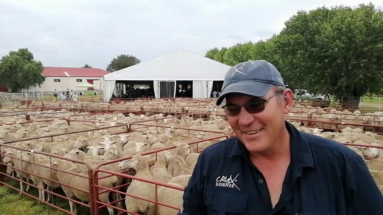 Lourens from Crux Dohnes Merinos talks to Farmboek about their genetics and breeding goals.
