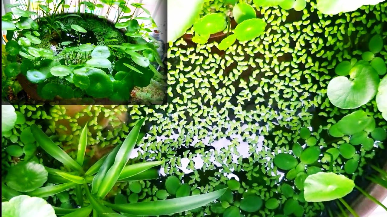 (수경재배) 무서운 천연가습기, 항아리어항, 워터코인/ Planted fish jar/bowl, Indoor mini pond