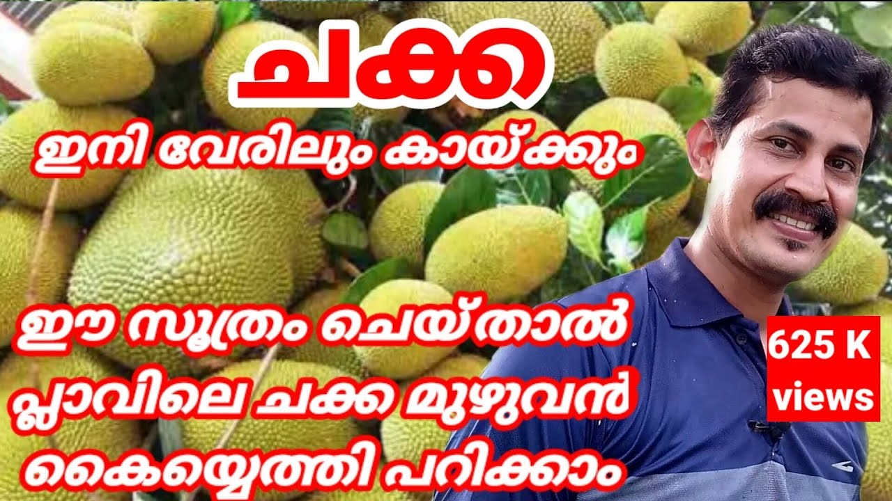 പ്ലാവ് ഇനി വേരിലും കായ്ക്കും പ്ലാവിലെ മുഴുവൻ ചക്കയുംതാഴെ നിന്ന് കൈ കൊണ്ട്പറിക്കാം Jackfruit increase